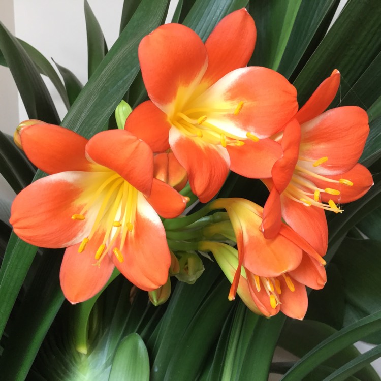 Plant image Clivia