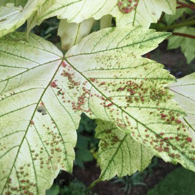 Acer Pseudoplatanus 'Brilliantissimum'