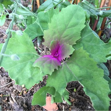 Chenopodium giganteum 'Magentaspreen'