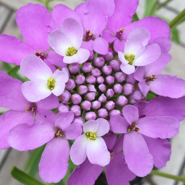 Plant image Iberis umbellata 'Dwarf Fairyland Mixed' (Mix)