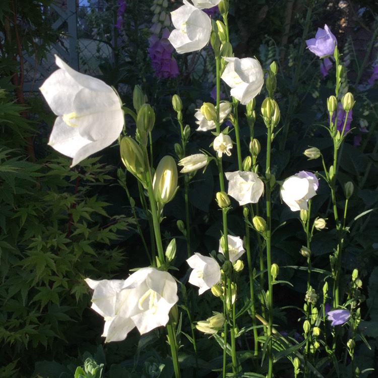 Plant image Campanula persicifolia 'Bells White'