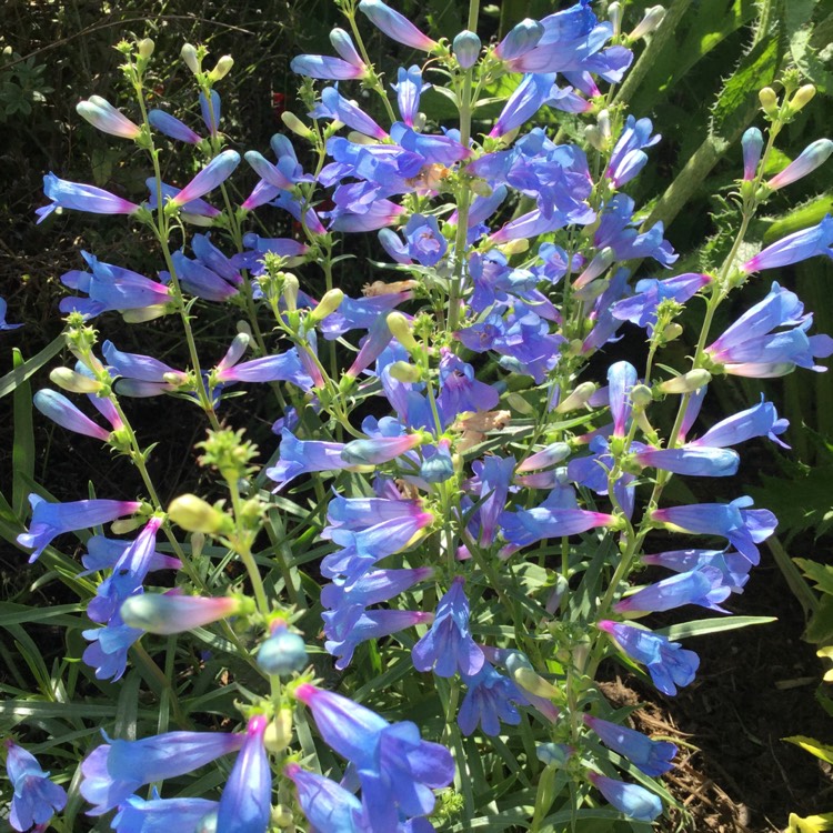 Plant image Penstemon 'Electric Blue'