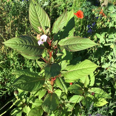 Impatiens glandulifera