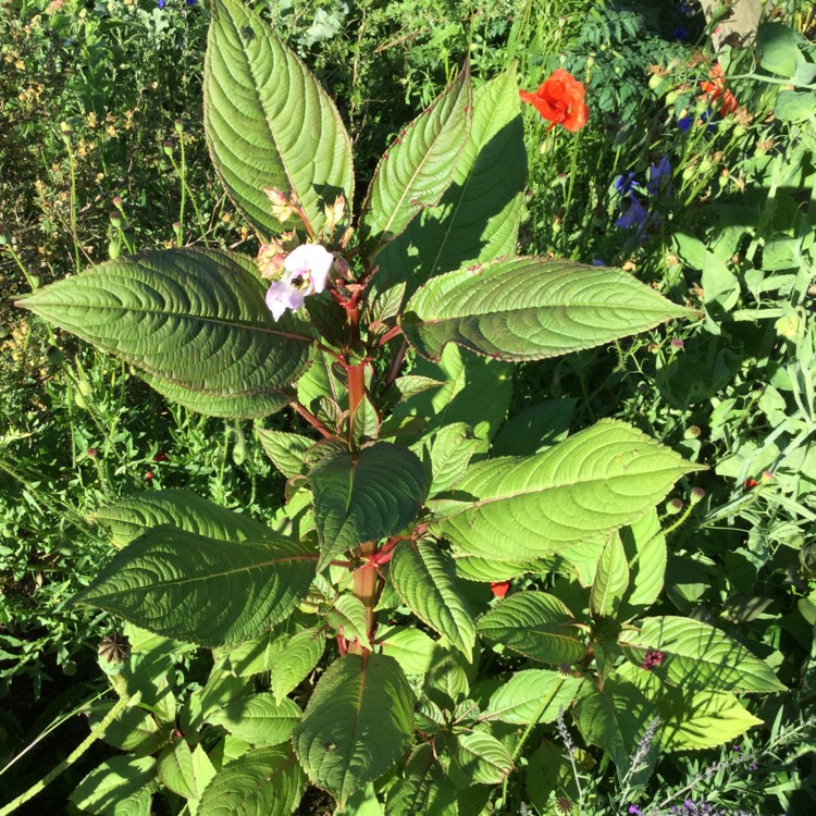 Plant image Impatiens glandulifera