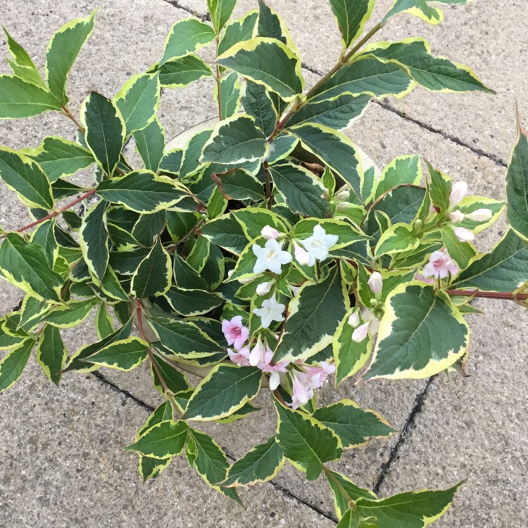 Plant image Weigela 'Kosteriana Variegata'