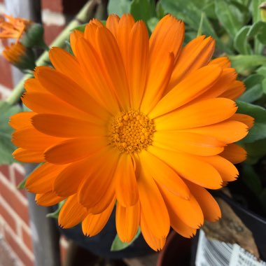 Calendula officinalis 'Radio'