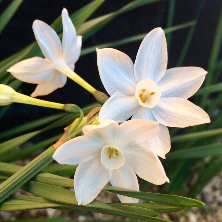 Plant image Narcissus papyraceus 'Galilee' syn. Narcissus 'Galil', Narcissus 'Galille'