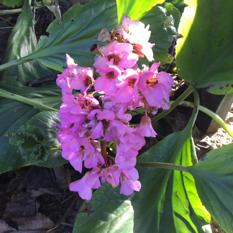 Plant image Bergenia 'Pink Dragonfly'