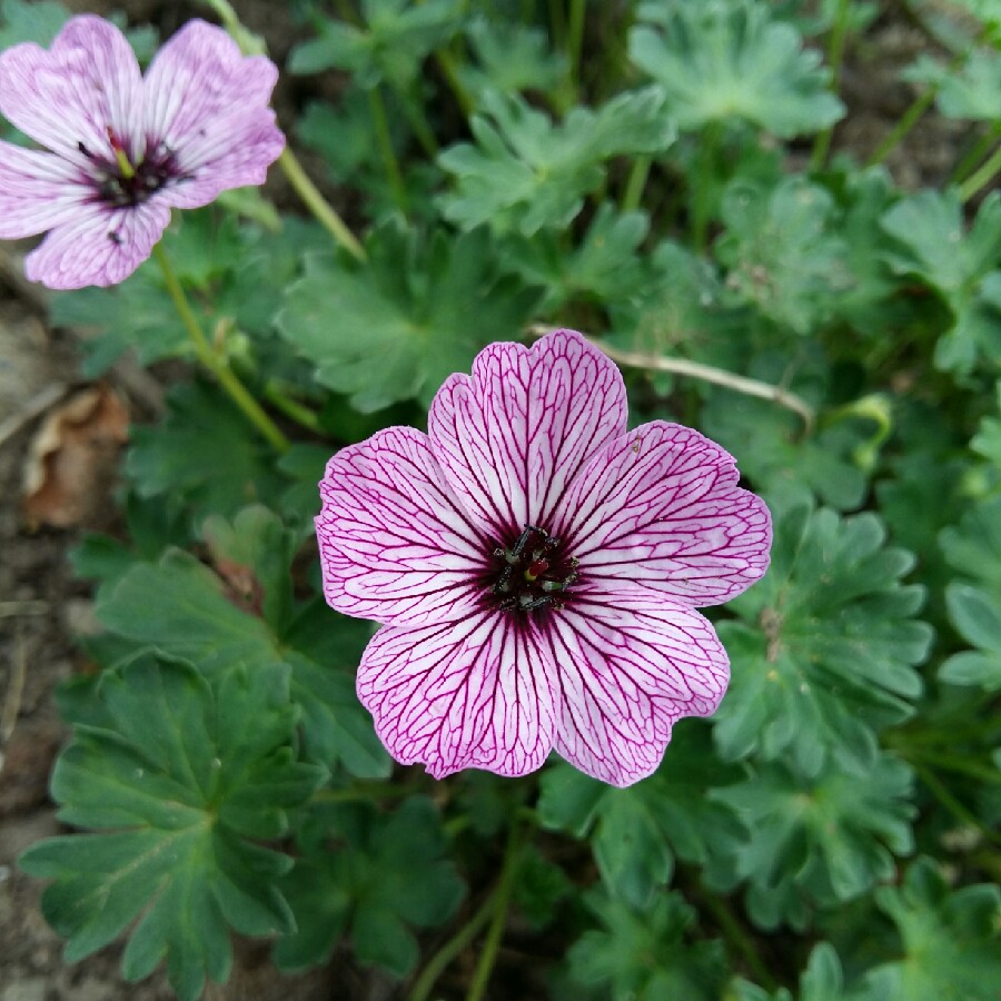 Plant image Geranium (Cinereum Group) 'Ballerina'