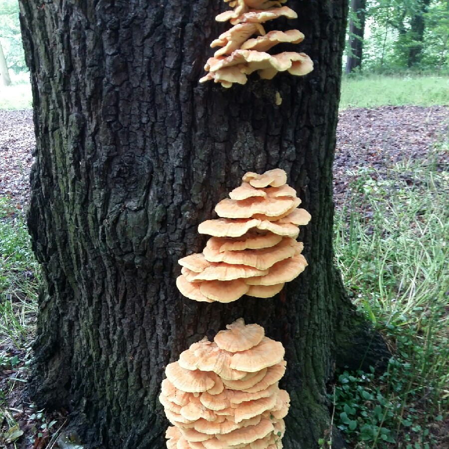 Plant image Laetiporus sulphureus