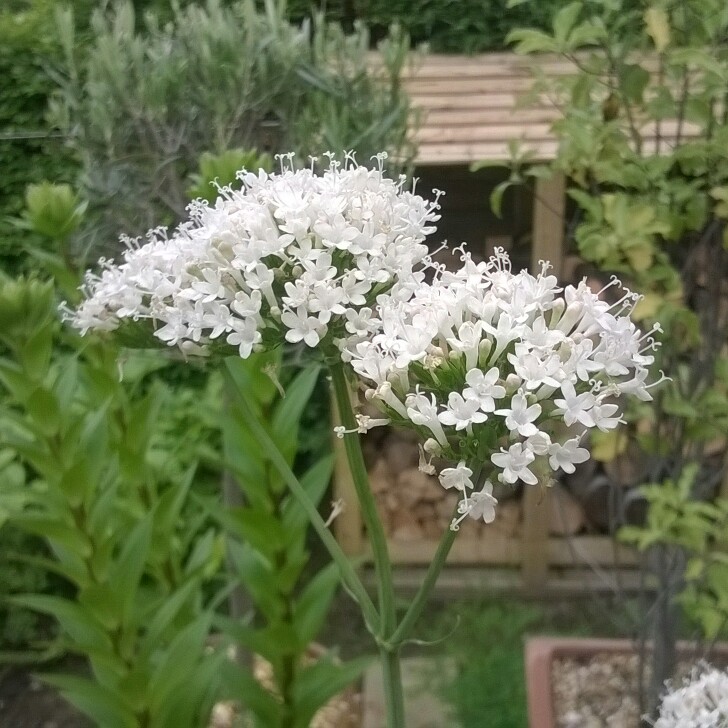 Plant image Valeriana 'Spring Sunshine'