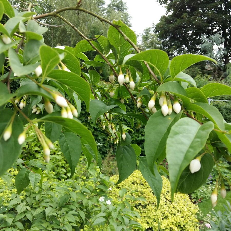 Plant image Styrax Japonicus