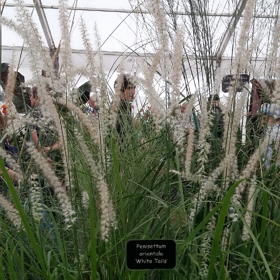 Plant image Pennisetum orientale 'White Tails'