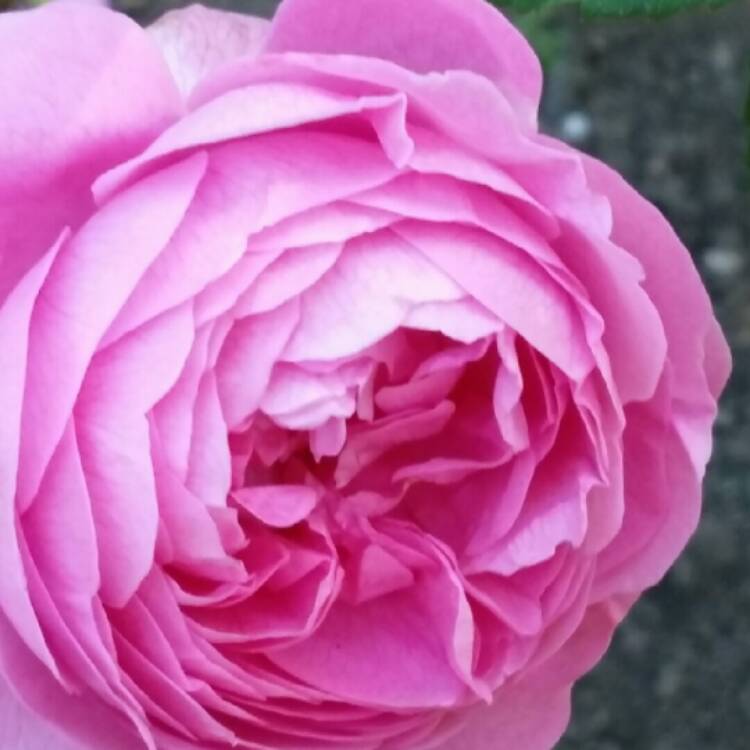 Plant image Rosa 'Louise Odier'