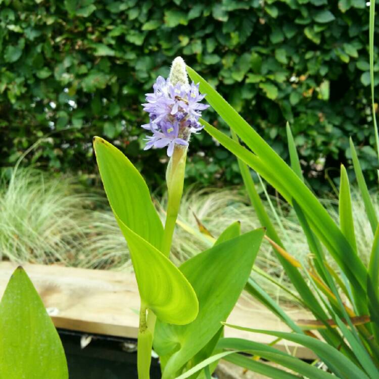 Plant image Pontederia cordata