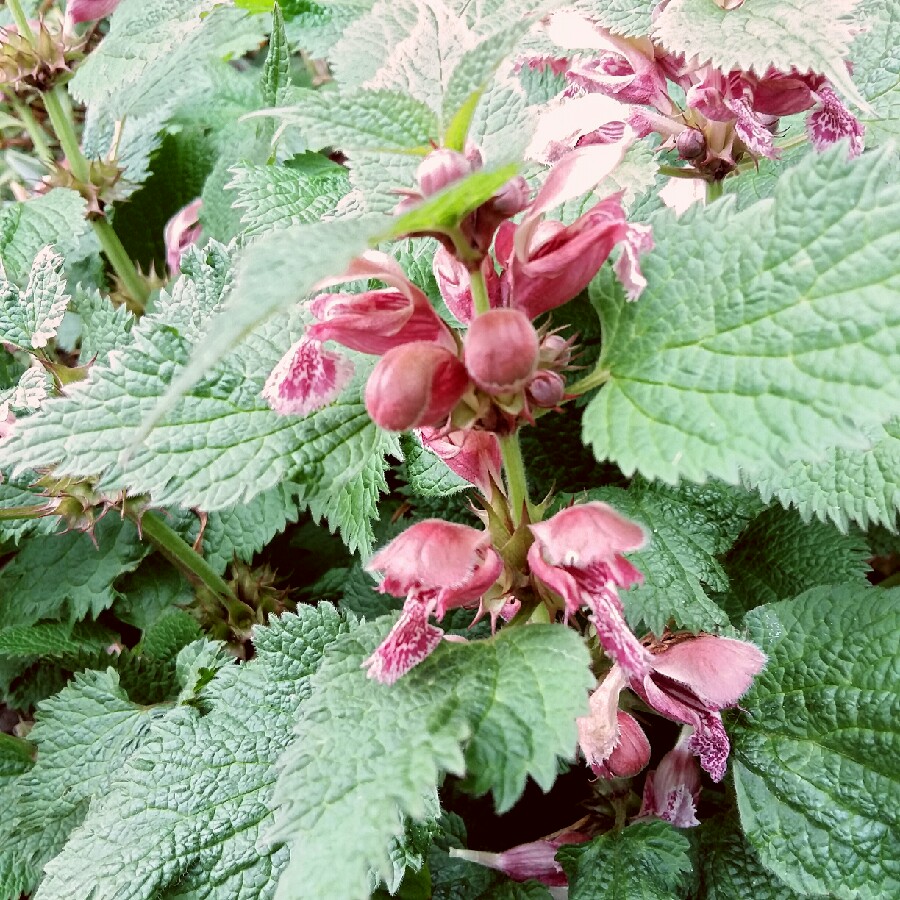 Plant image Lamium purpureum