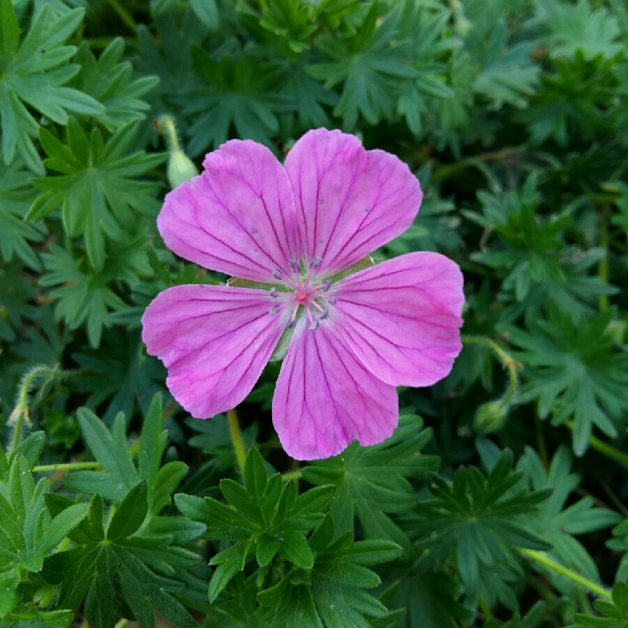 Plant image Geranium sanguineum