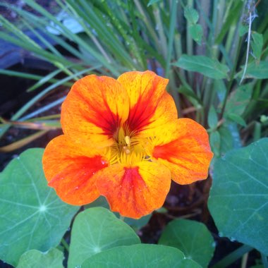 Tropaeolum Majus 'Whirlybird Orange'