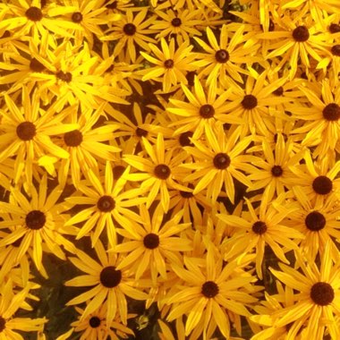 Rudbeckia fulgida var. sullivantii 'Little Goldstar'