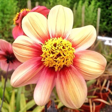 Dahlia 'Moonfire'