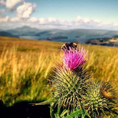 Cirsium vulgare