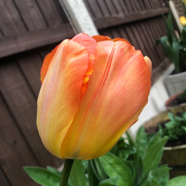 Plant image Tulipa 'Daydream'