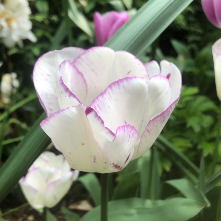 Plant image Tulipa 'Shirley'