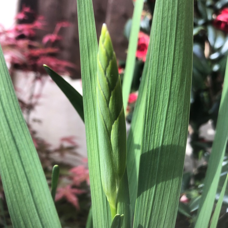 Plant image Gladiolus communis subsp. byzantinus