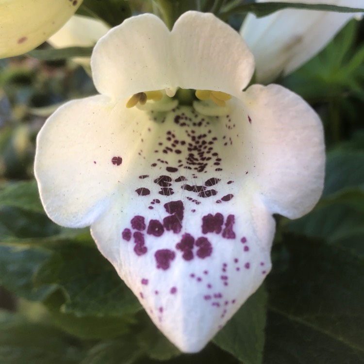 Plant image Digitalis purpurea 'Dalmatian White'