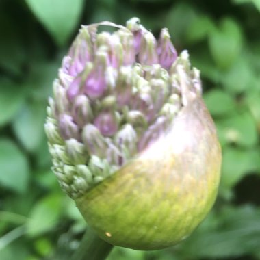 Allium 'Gladiator'