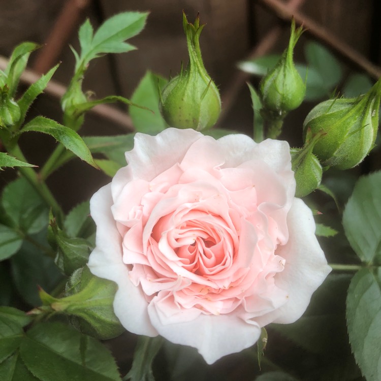 Plant image Rosa 'Lovely Bride'