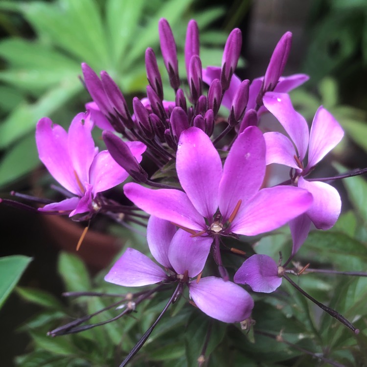 Plant image Cleome hassleriana 'Senorita Rosalita'