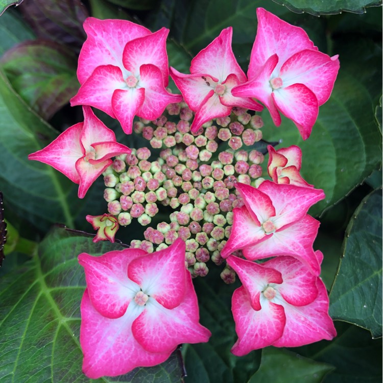 Plant image Hydrangea macrophylla 'Tiffany Violet'