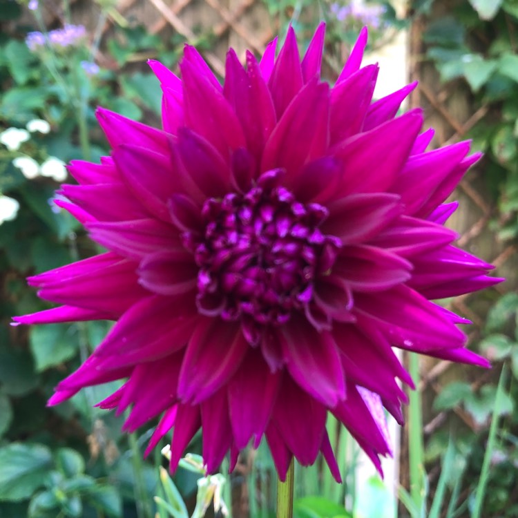 Plant image Dahlia 'Ambition'