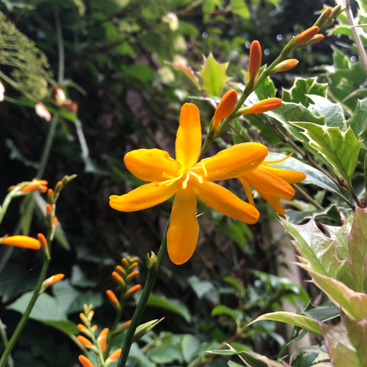 Plant image Crocosmia x crocosmiiflora 'George Davison'