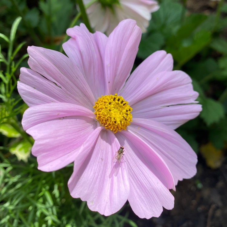 Plant image Cosmos 'Sonata Pink Blush'