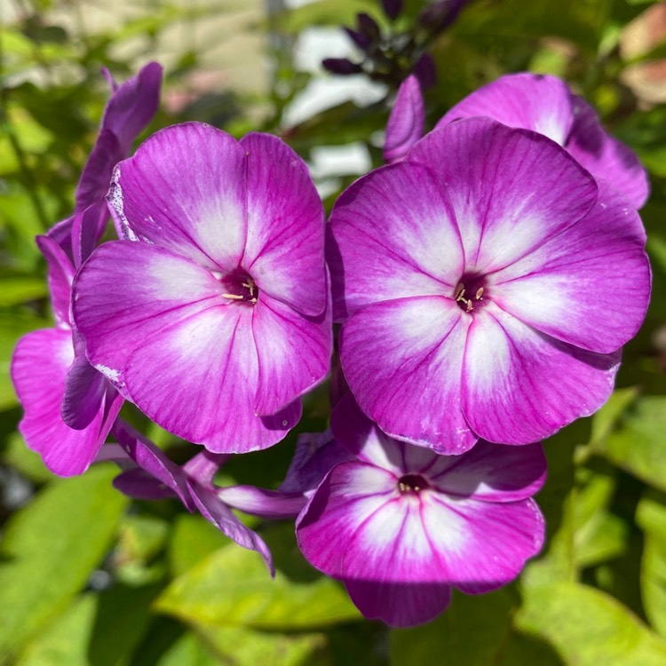 Plant image Phlox paniculata 'Laura'