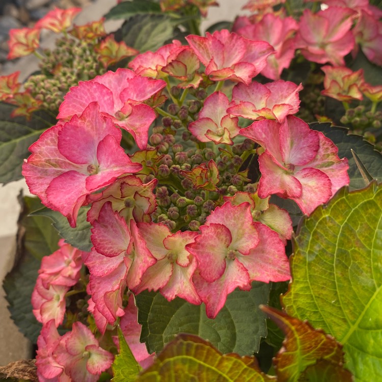 Hydrangea macrophylla 'Tiffany Violet', Hydrangea 'Tiffany Violet ...