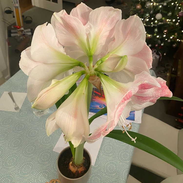 Plant image Hippeastrum (Galaxy Group) 'Apple Blossom'