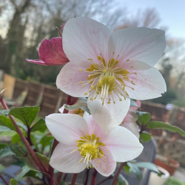 Plant image Helleborus x ericsmithii 'Coseh 790' (HGC Series) syn. Helleborus x ericsmithii 'HGC Shooting Star'