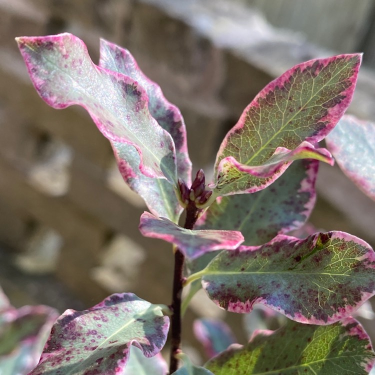 Plant image Pittosporum tenuifolium 'Elizabeth'