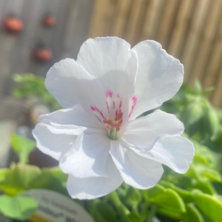 Plant image Pelargonium 'Grandeur White' (Ivy Leaved Grandeur Series)