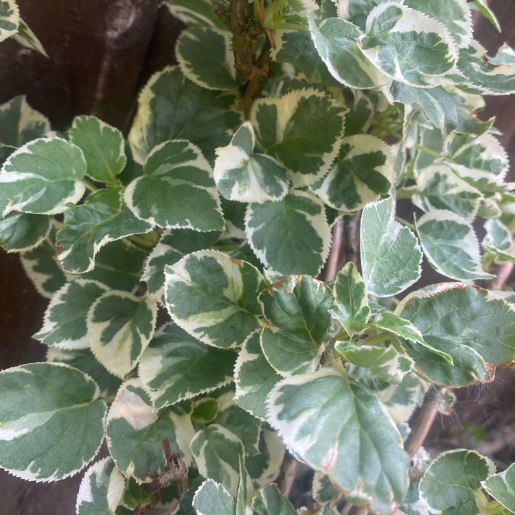 Plant image Hydrangea petiolaris 'Silver Lining' syn. Hydrangea anomala subsp. petiolaris 'Silver Lining'