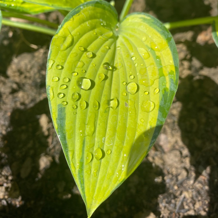 Plant image Hosta (Tardiana Group) 'June'