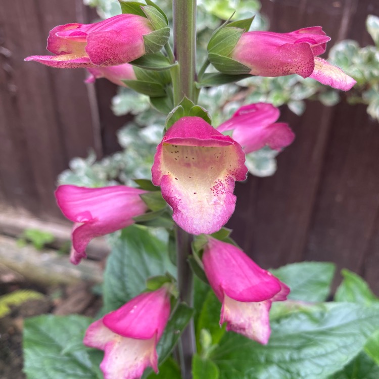 Plant image Digitalis x valinii 'Berry Canary'