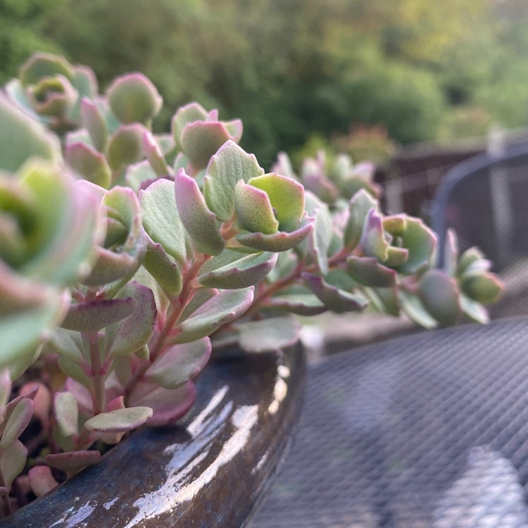 Plant image Sedum 'Rose Carpet'