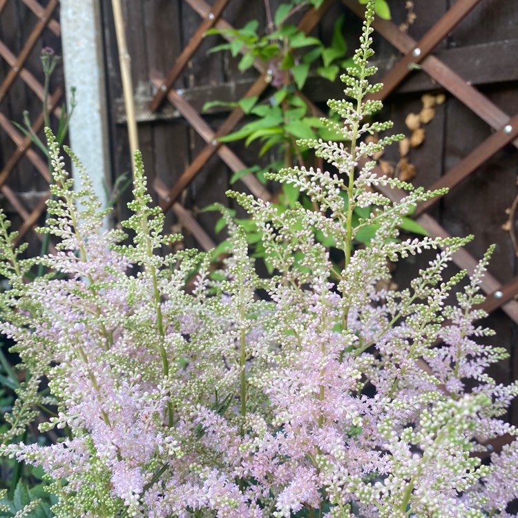 Plant image Astilbe x japonica 'Europa'