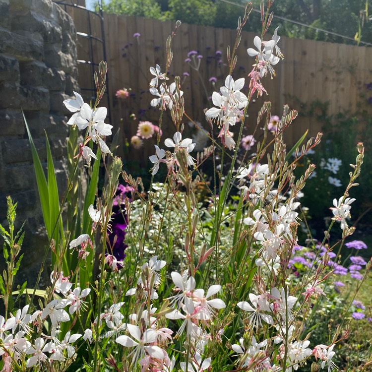 Plant image Oenothera lindheimeri 'The Bride' syn. Gaura lindheimeri 'The Bride'