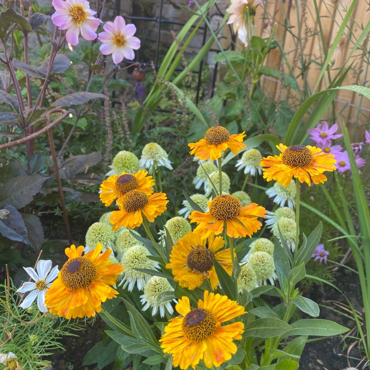 Plant image Helenium 'Sahin's Early'