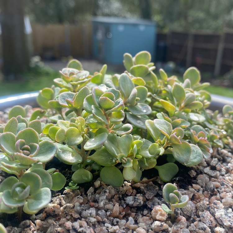 Plant image Sedum 'Rose Carpet'